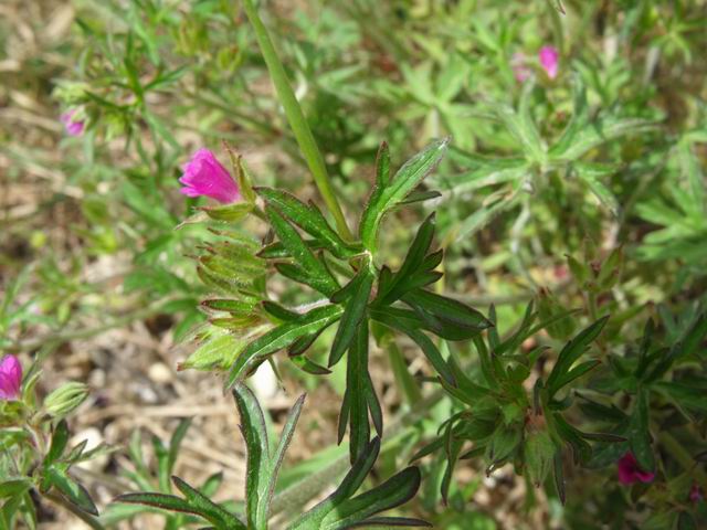 Geranium dissectum / Geranio sbrandellato